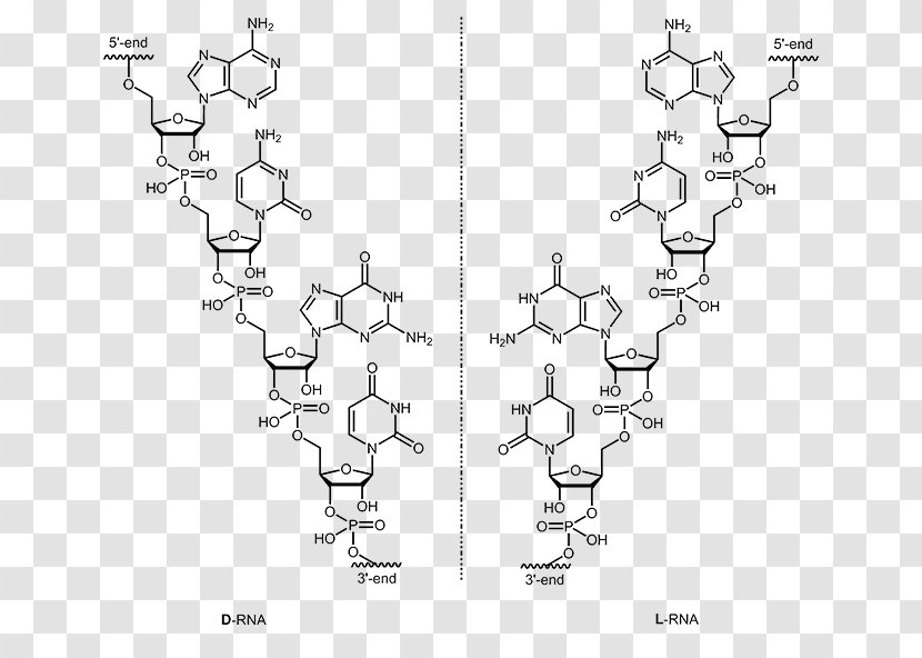 Oligonucleotide DNA And RNA Nucleic Acid - Diagram - Text Transparent PNG