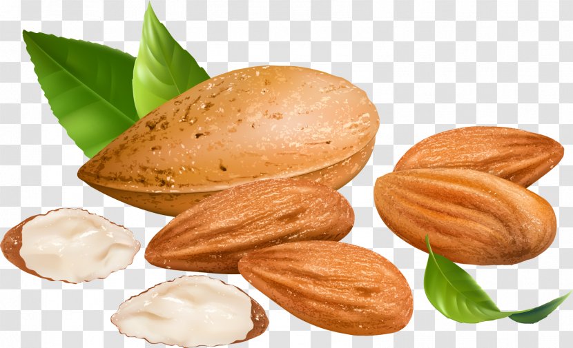 Almond Blossoms Nut - Art Transparent PNG