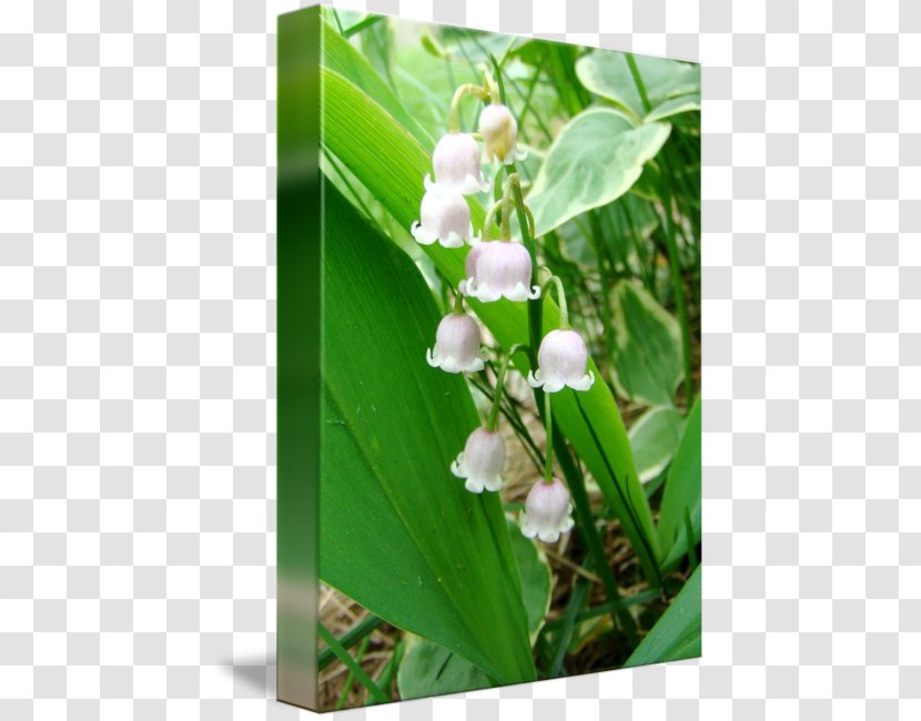 Wildflower Lawn - Lily Of The Valley Transparent PNG