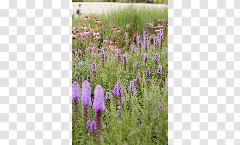 English Lavender French Subshrub Hyssopus Prairie - Purple - Meadow Transparent PNG