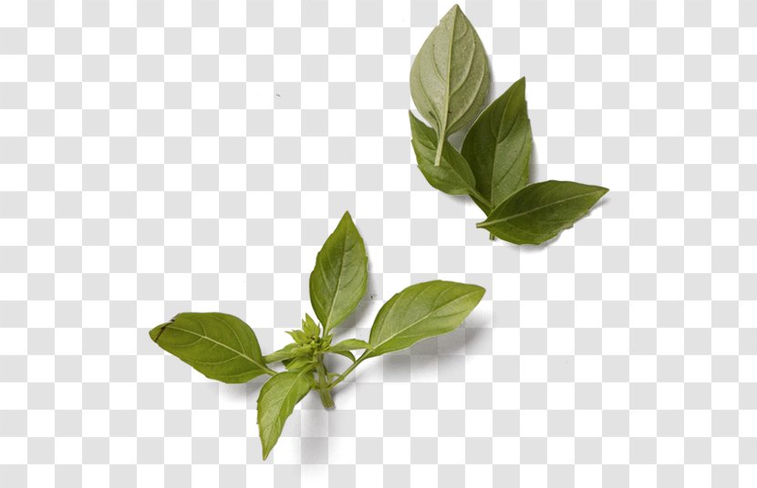 Basil Leaf Herb Green Condiment - Sweet Transparent PNG