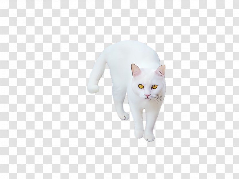 Cat White Small To Medium-sized Cats Khao Manee Whiskers - Paint - American Wirehair Tail Transparent PNG