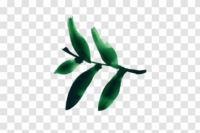 Leaf Plant Stem - Branch - Tea Green Transparent PNG