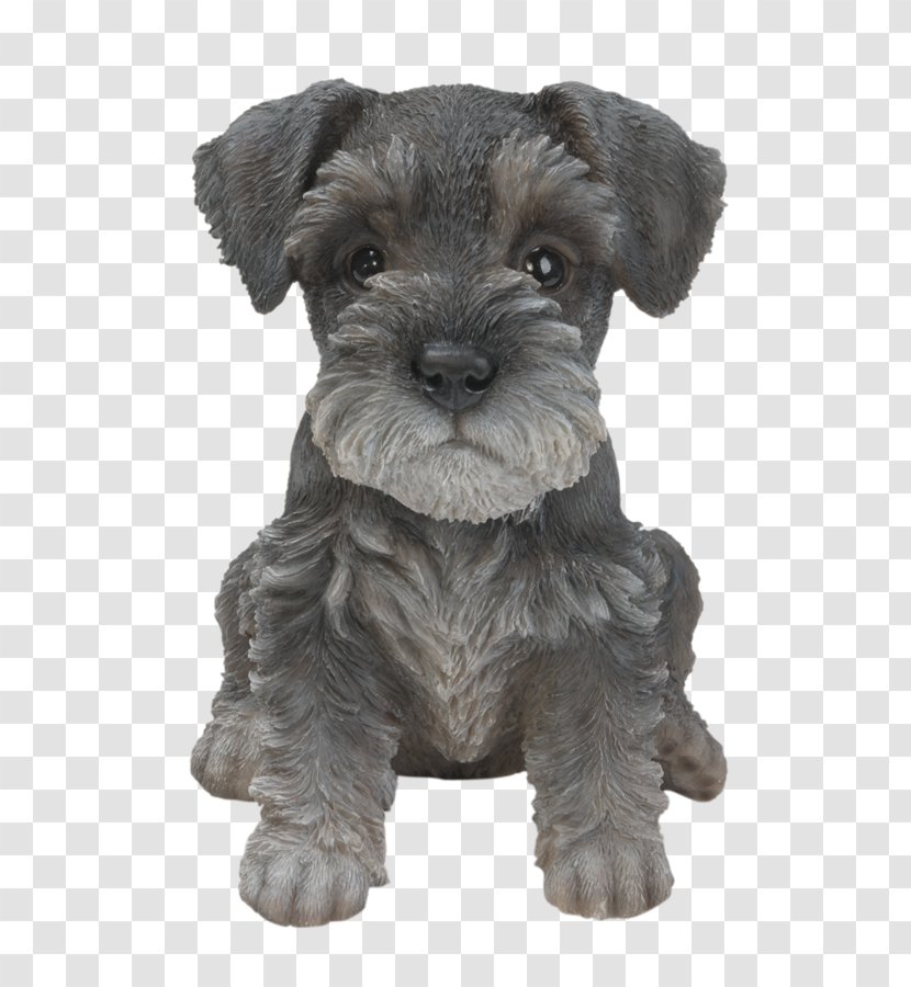 miniature schnauzer shih tzu