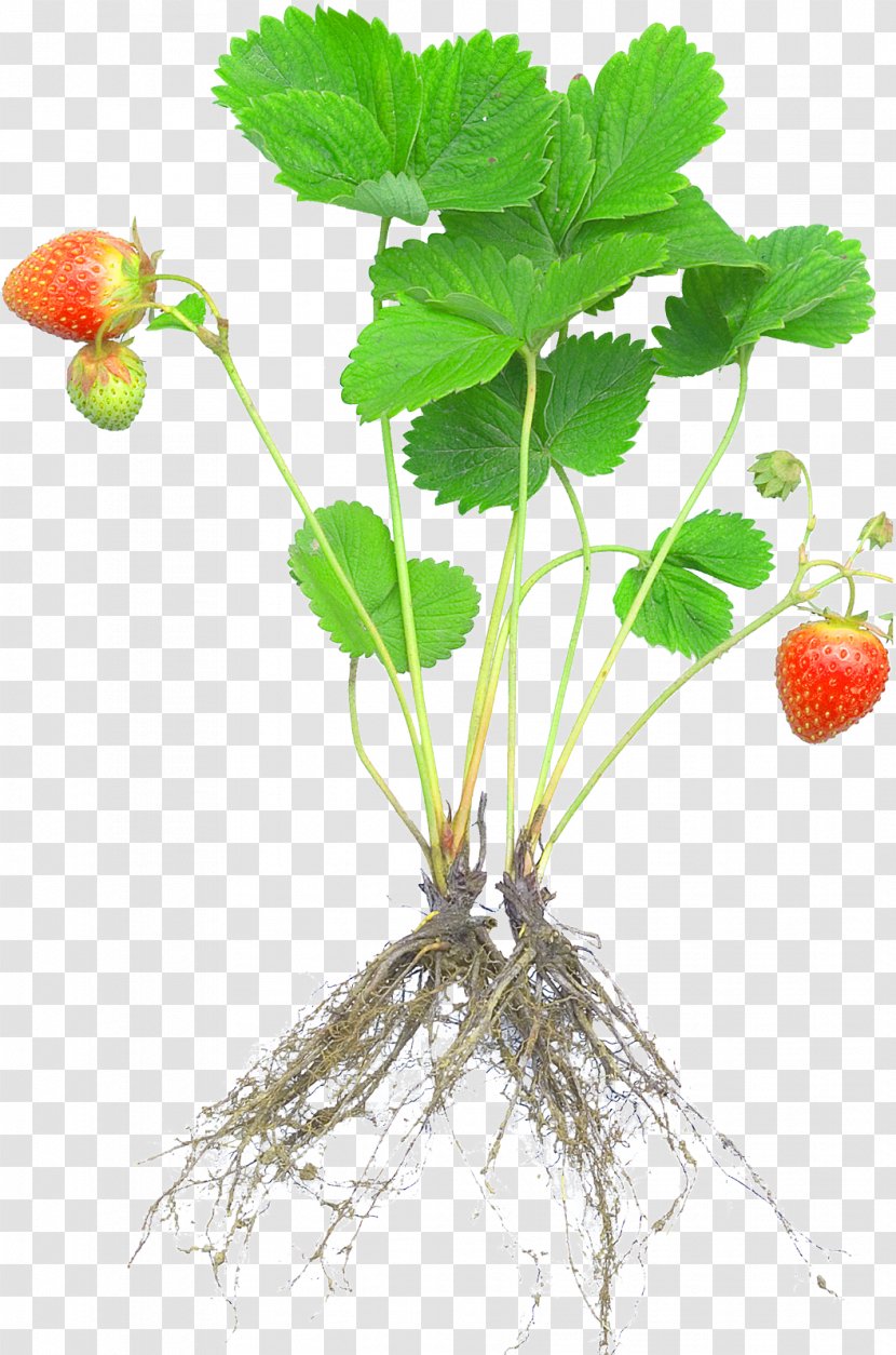 Strawberry Plant Rosaceae Fruit Cultivar - Root Transparent PNG