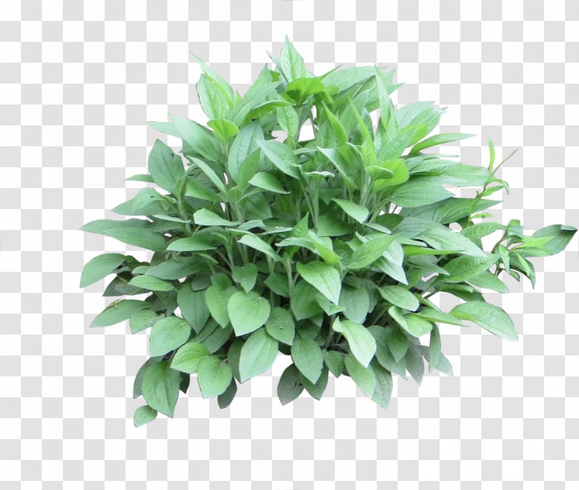 Shrub Plant - Frame - Bushes Transparent PNG