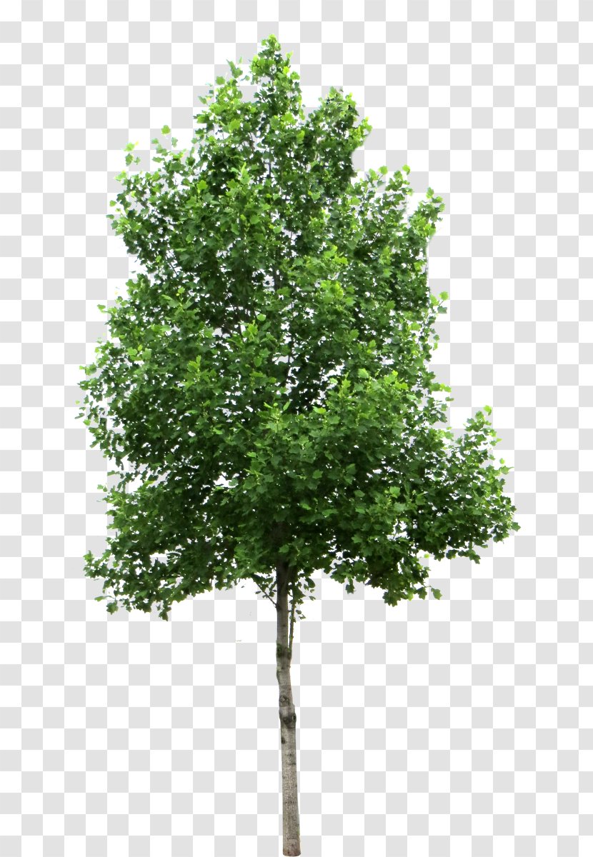 Acer Ginnala Tree Deciduous Clip Art - Evergreen - PLACES Transparent PNG