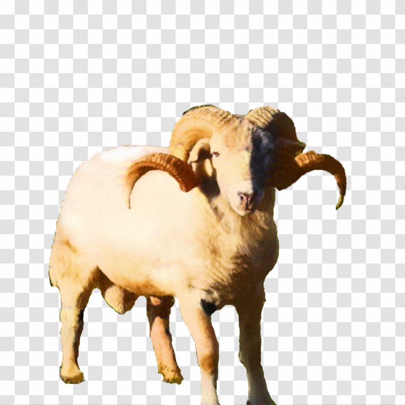 Sheep Cattle Goat Terrestrial Animal Snout - Aries Transparent PNG