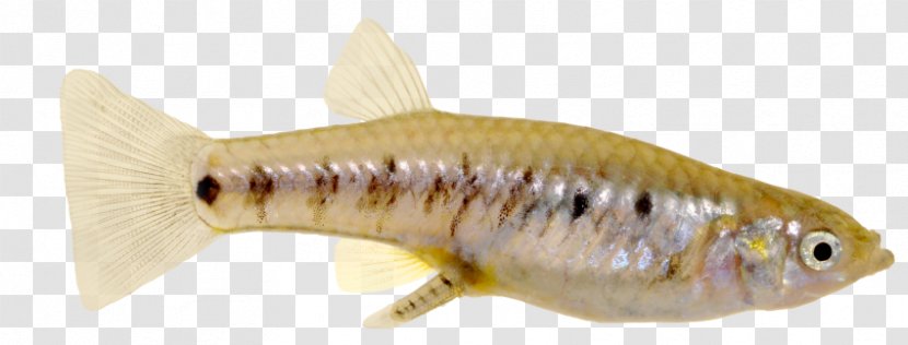 Fish Bony-fish - Bonyfish Transparent PNG