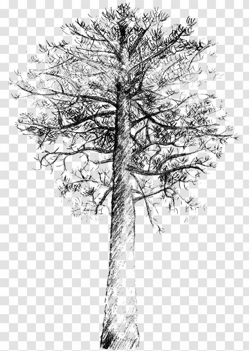 Pinus Contorta Scots Pine Tree Drawing - Conifers Transparent PNG