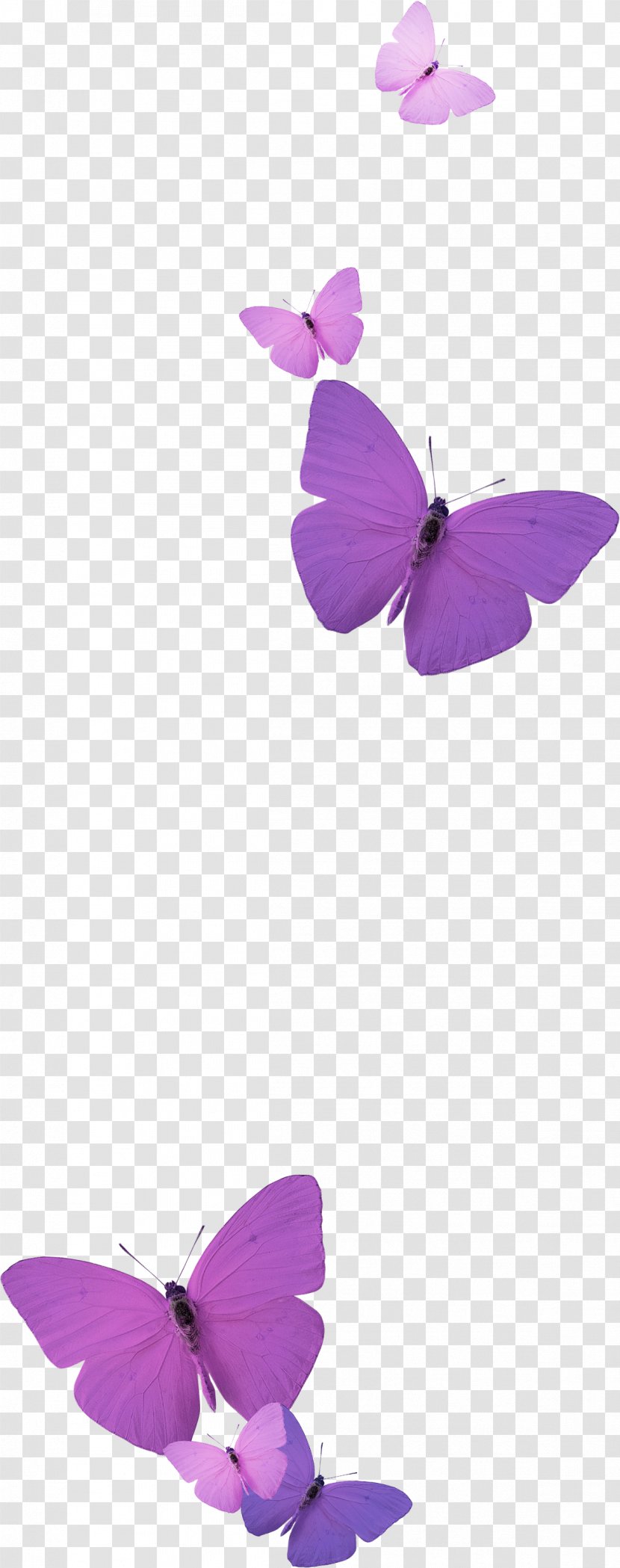 Tous Fashion Idea Butterflies And Moths - Lace - Butterfly Transparent PNG