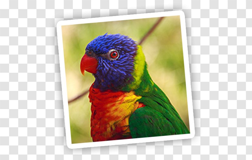 Parrot Bird Scarlet Macaw Conure Transparent PNG