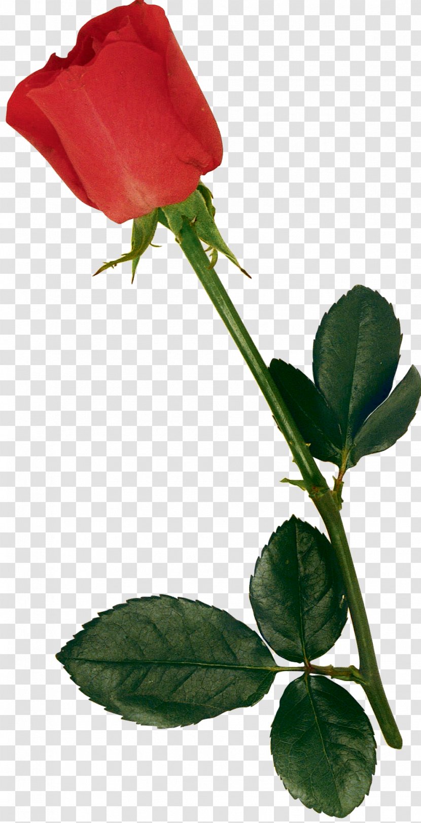 Flower Centifolia Roses Garden Petal Rosa Chinensis - Rose Transparent PNG