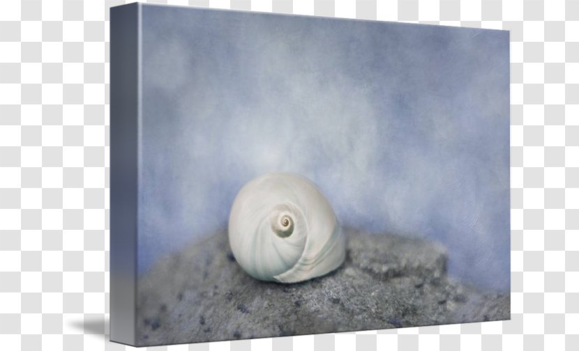 Snail Gastropods Seashell Stock Photography - Whispering Transparent PNG