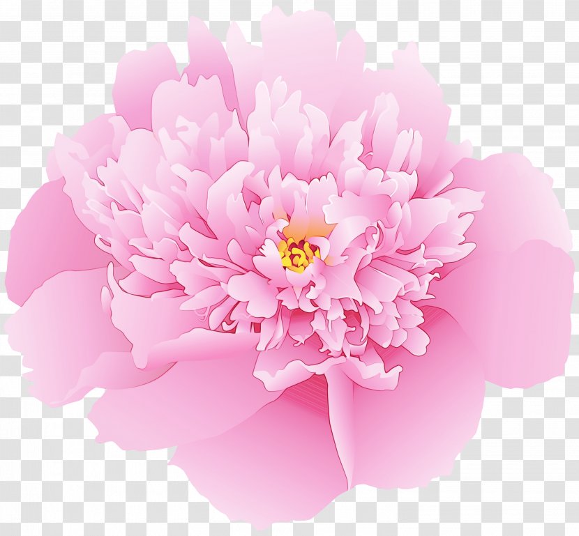 Pink Flower Petal Plant Common Peony - Cut Flowers - Chinese Transparent PNG