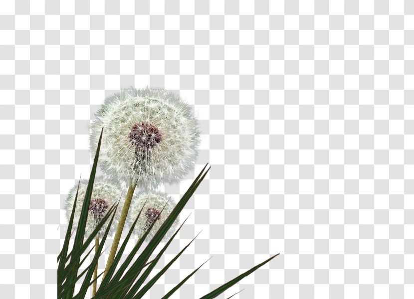 Dandelion Grasses Family - Flowering Plant Transparent PNG