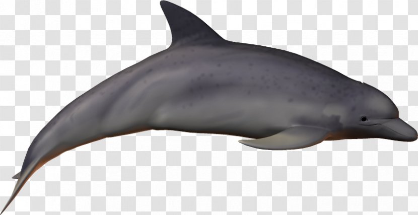 Striped Dolphin Common Bottlenose Short-beaked Rough-toothed Wholphin - Shortbeaked Transparent PNG