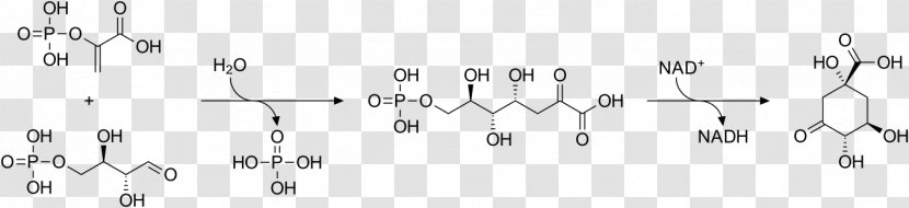 Shikimic Acid Star Anise Shikimate Pathway Tannin Erythrose 4-phosphate - Tree - Cyclohexanecarboxylic Transparent PNG