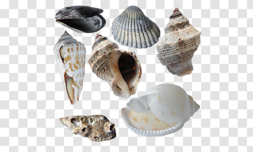 Cockle Conchology Seashell Veneroida - Oyster Transparent PNG