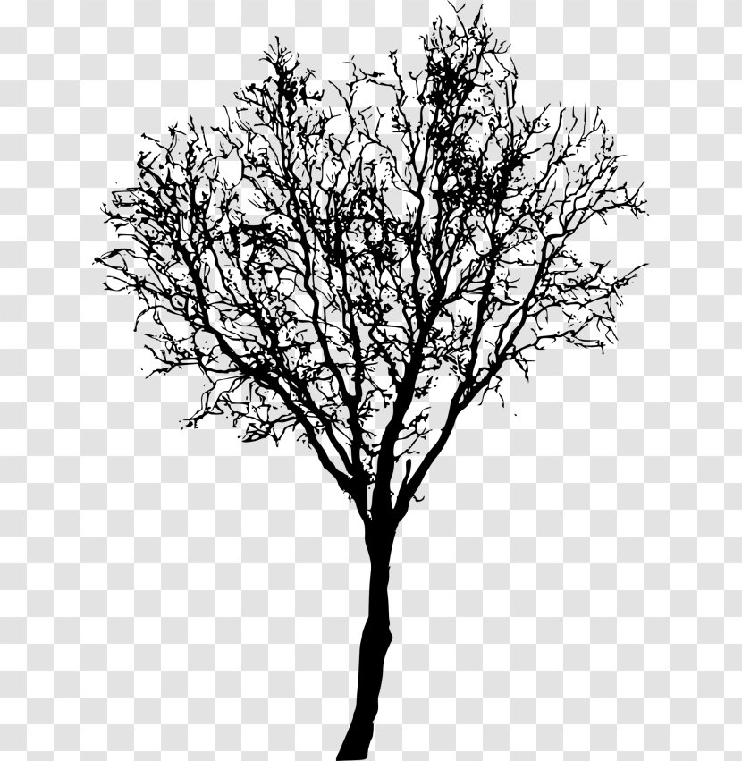 Twig Tree Branch - Black And White Transparent PNG