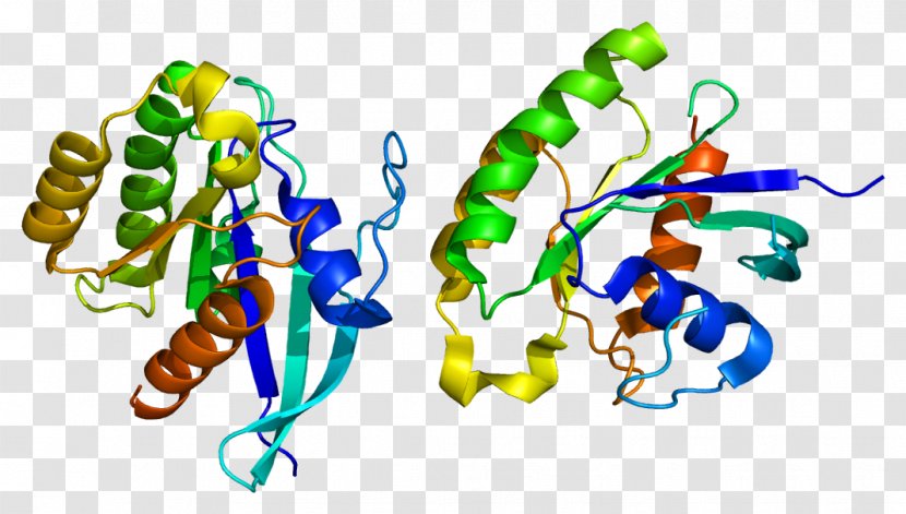 RALA Ras Subfamily Protein GTPase Gene - Dnm1l - Human Transparent PNG