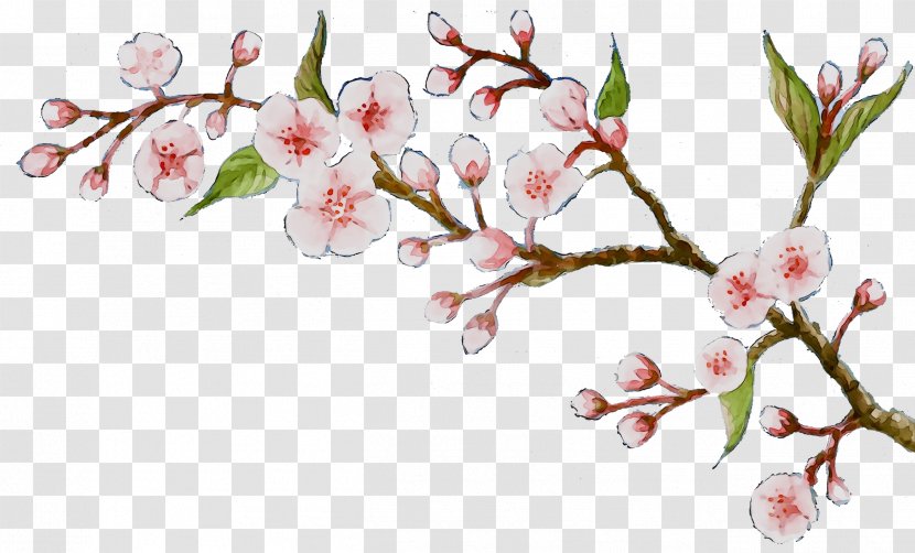 Cherry Blossom ST.AU.150 MIN.V.UNC.NR AD Flowering Plant Cherries Stem - Pedicel - Spring Transparent PNG