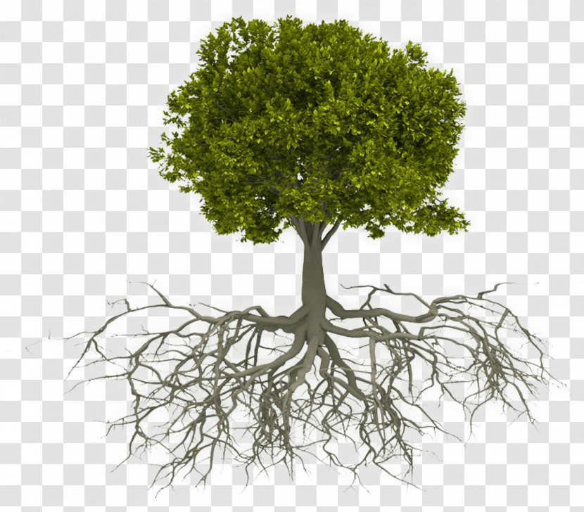 Tree Plant Root Woody Plant Grass Transparent PNG