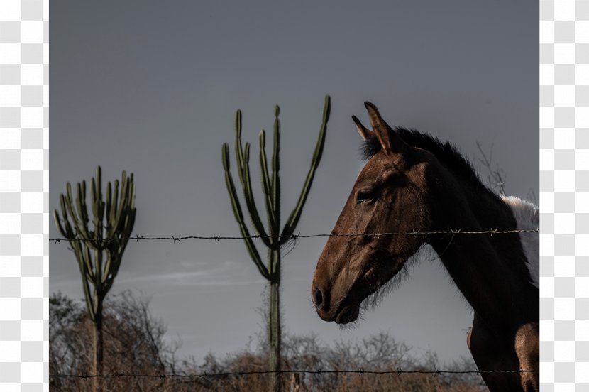 Bridle Horse Harnesses Mustang Rein Stallion - Stock Photography - Sanfona Transparent PNG