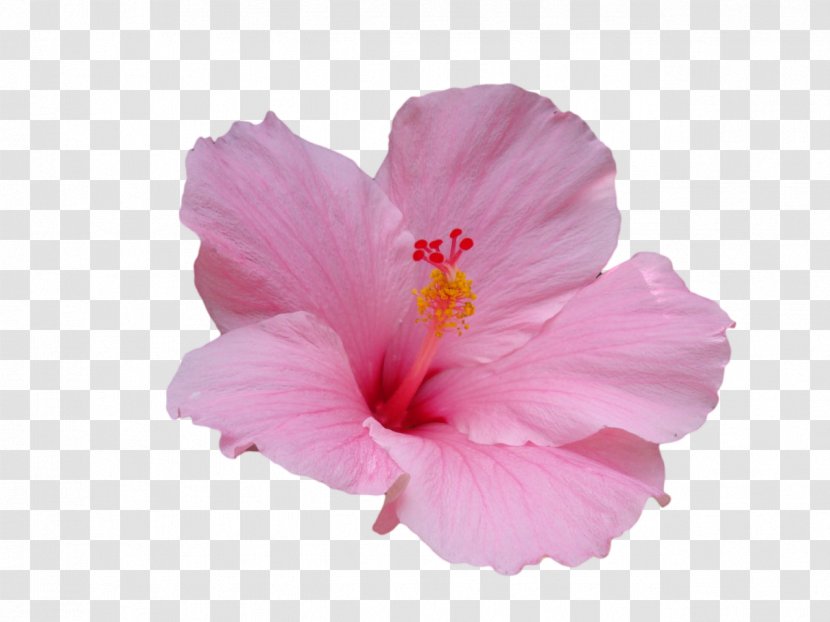 Hawaiian Hibiscus Flower Plant Stem - Malvales - Pink Transparent PNG