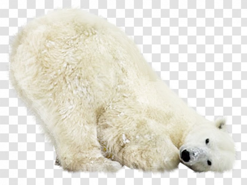 Kuvasz Polar Bear Animal Photography Transparent PNG