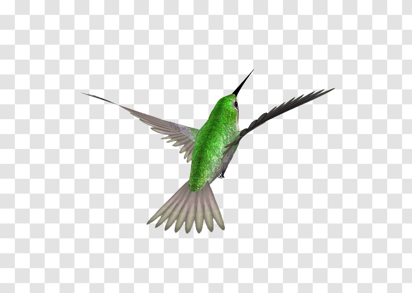 Hummingbird Swallow Image Download - Organism - Simple Bird Transparent PNG