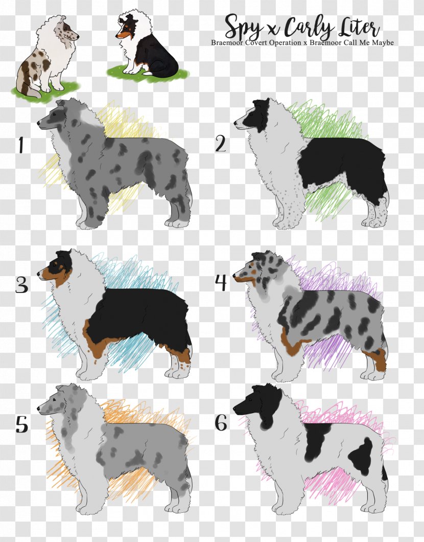 Dog Breed Border Collie Rough Companion - Sheltie Transparent PNG
