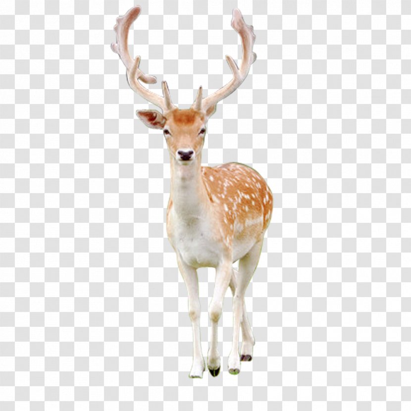 Reindeer Antler Sika Deer - FIG Transparent PNG