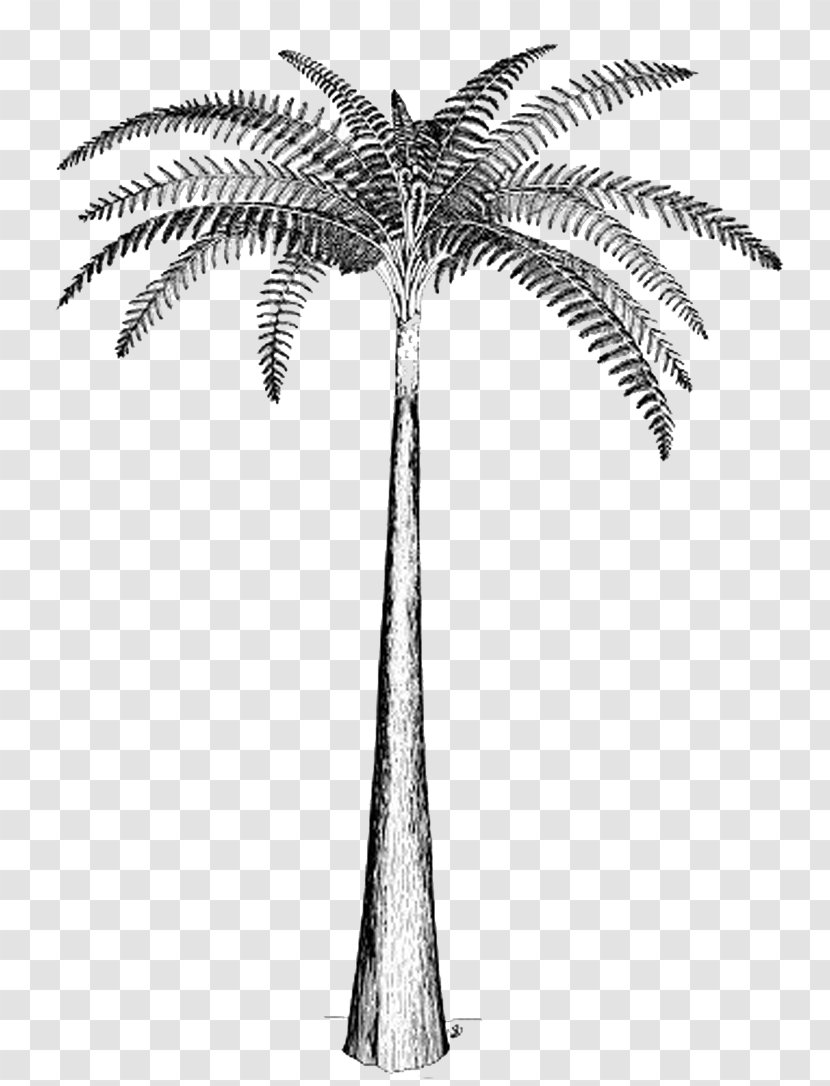 Tree Fern Psaronius Carboniferous - Annularia Transparent PNG