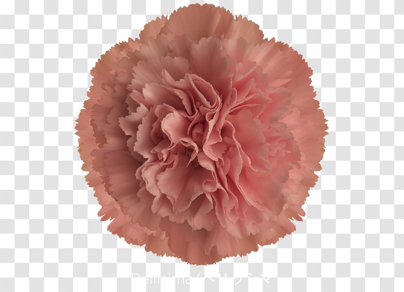 Carnation Cut Flowers Pink Purple - White - CARNATION Transparent PNG