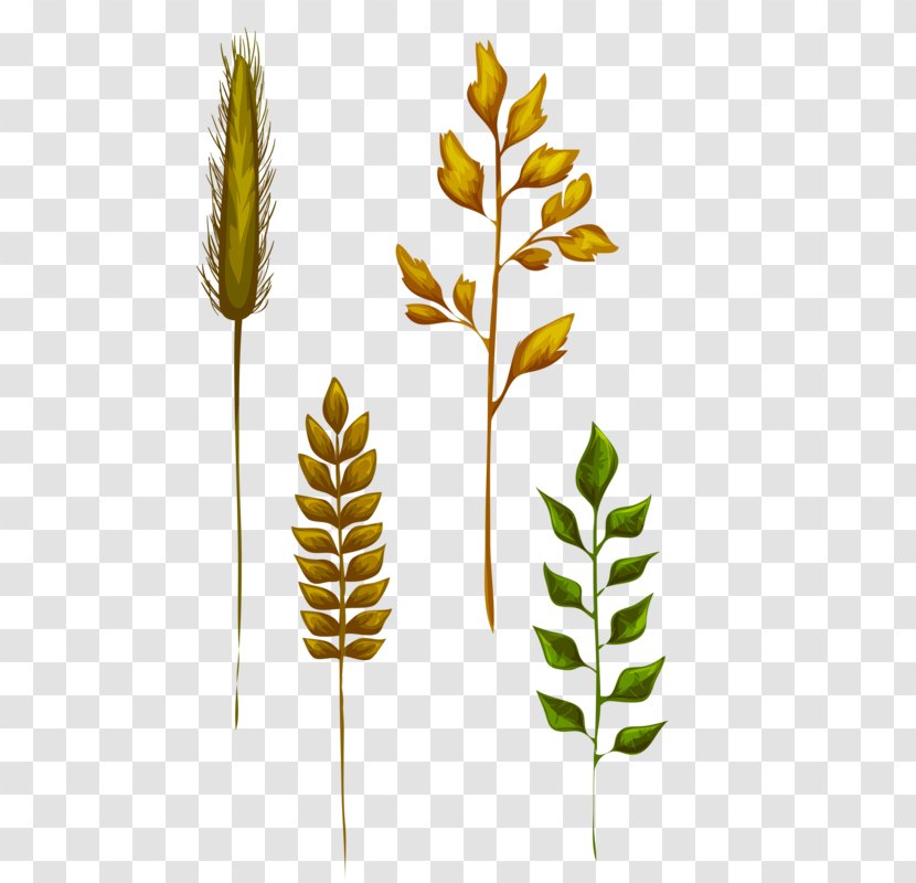 Leaf Grasses Yellow - Grass - Leaves And Wheat Transparent PNG