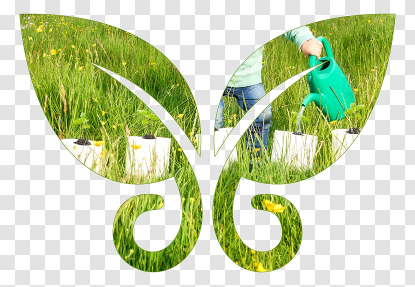 Paper Sustainability Ecology Holism Thought - Ganzheitlichkeit - Grass Family Transparent PNG