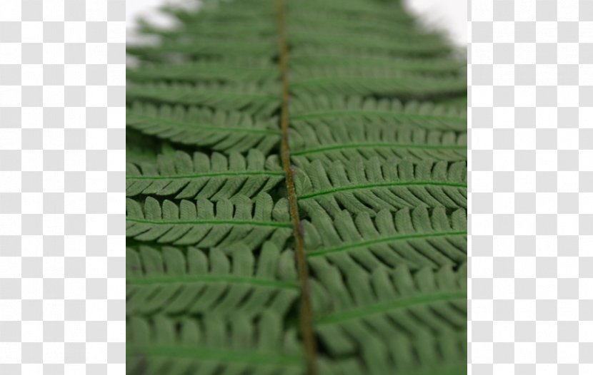Fern Green Leaf - Grass Transparent PNG