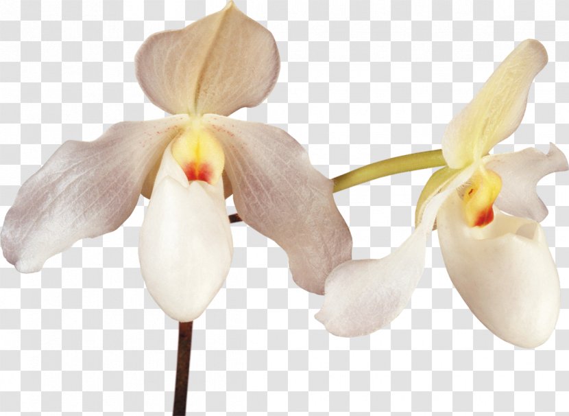 Flower Cattleya Orchids - Orchid Transparent PNG