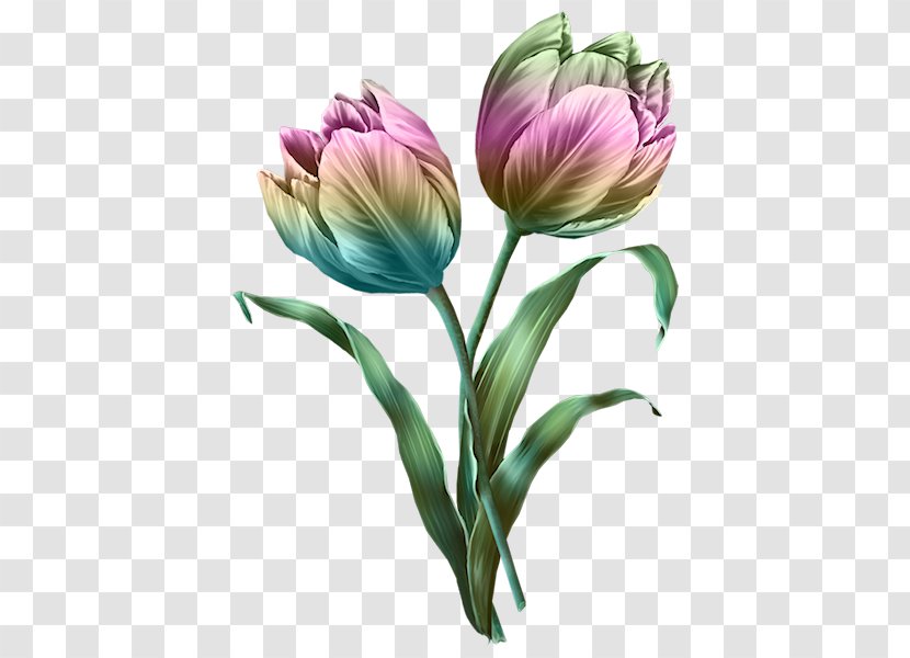 Tulip Cut Flowers Clip Art - Drawing Transparent PNG