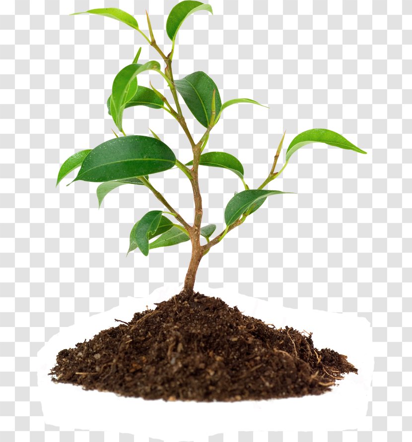 Organization Arboriculture Disciple Management Arborist - Plant - Gardening Transparent PNG