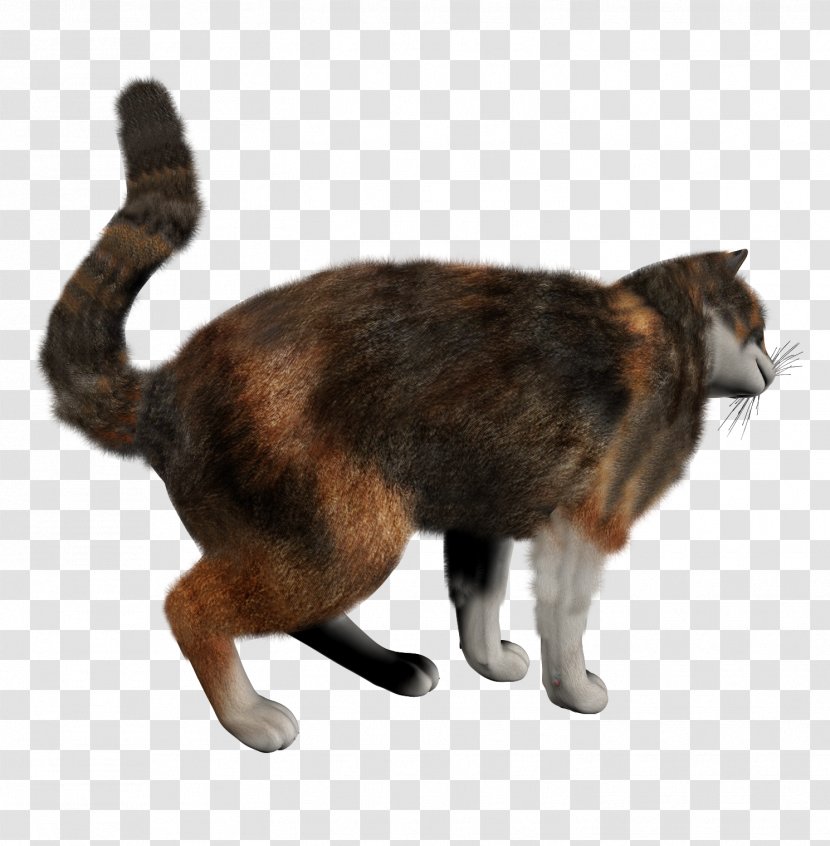 European Shorthair Manx Cat Kitten - Fur - Cats Transparent PNG