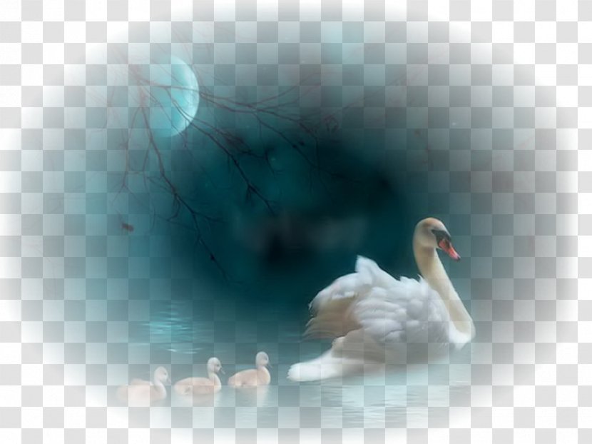 Cygnini Duck Feather Aile YouTube - Vertebrate Transparent PNG