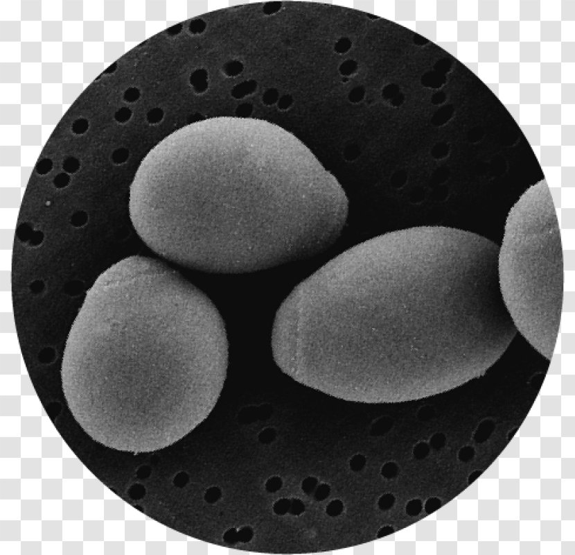 Brewer's Yeast Saccharomyces Boulardii Probiotic Candidiasis Fungus - Material - Illustration Transparent PNG