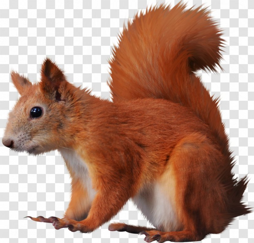 Tree Squirrels Clip Art - Fur - Squirrel Transparent PNG