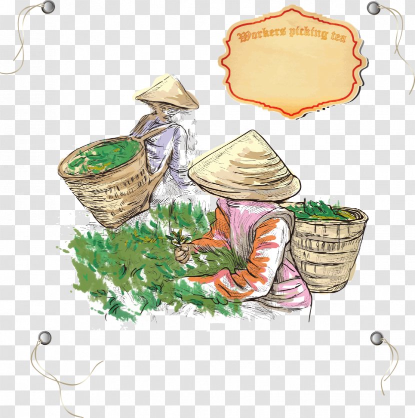 Tea Drawing Illustration - Harvest - Mining Vector Women Transparent PNG