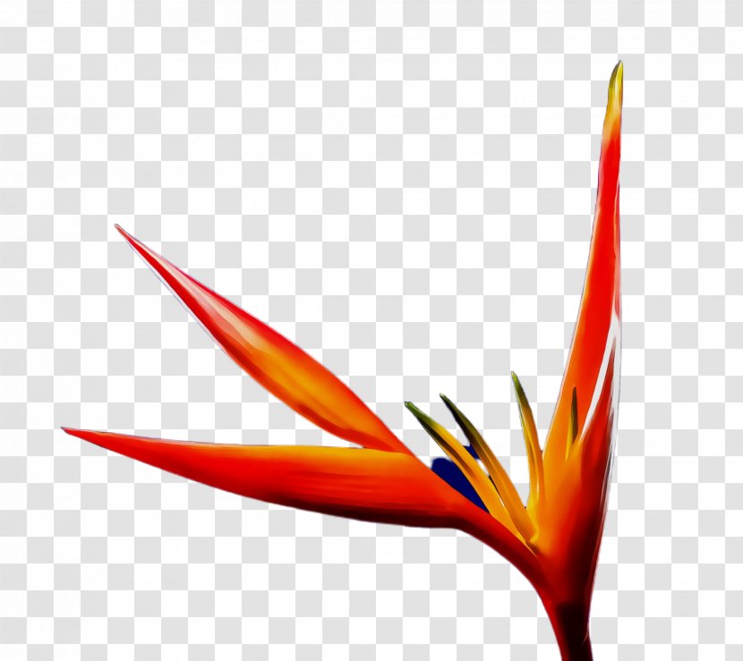 Watercolor Flower - Wet Ink - Birdofparadise Heliconia Transparent PNG