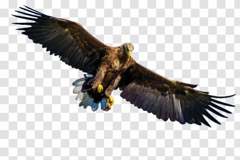 Bird Of Prey Eagle Golden Accipitridae - Kite - Wing Bald Transparent PNG