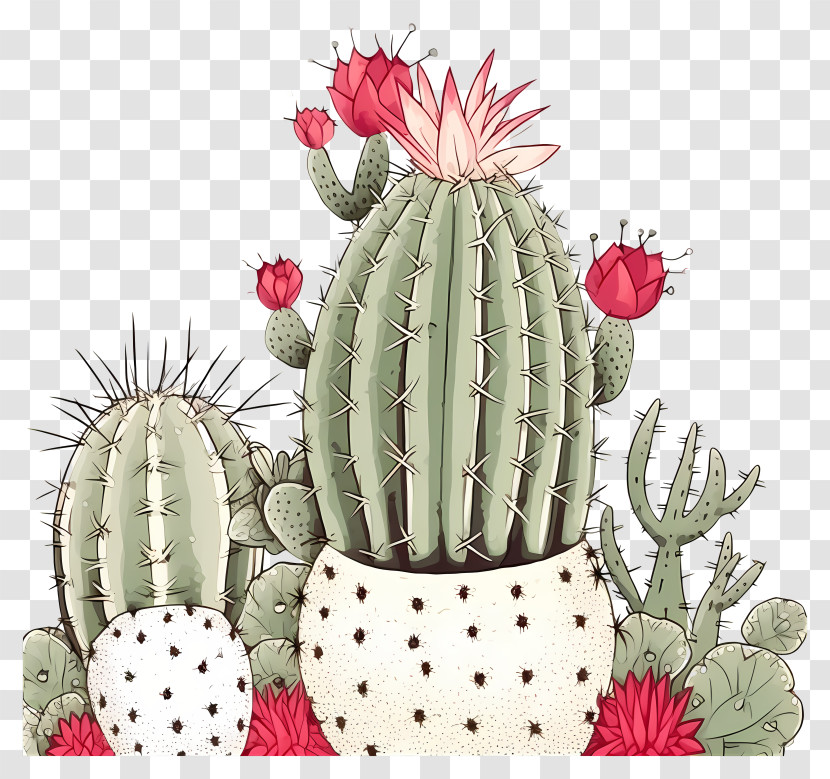 Cacti - Illustrated Blooming Cactus Plants Transparent PNG