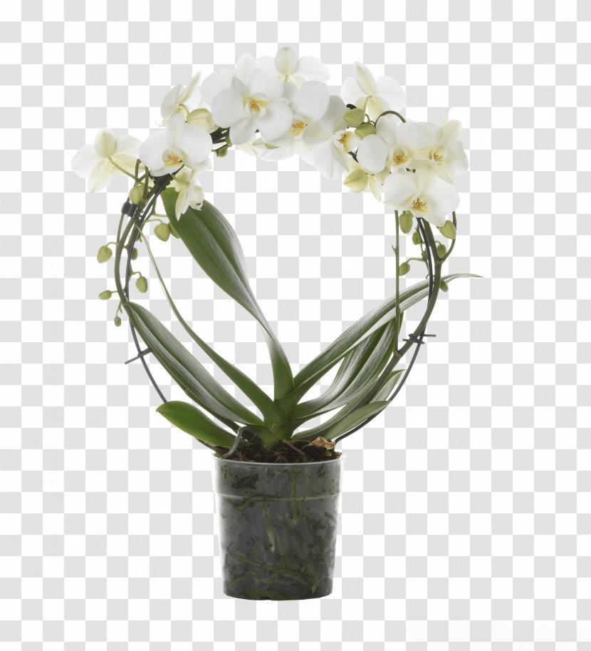 Moth Orchids Flower Floral Design Floriculture - Vase - Simple Unique Pots Transparent PNG